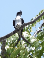 Hemiprocne longipennis