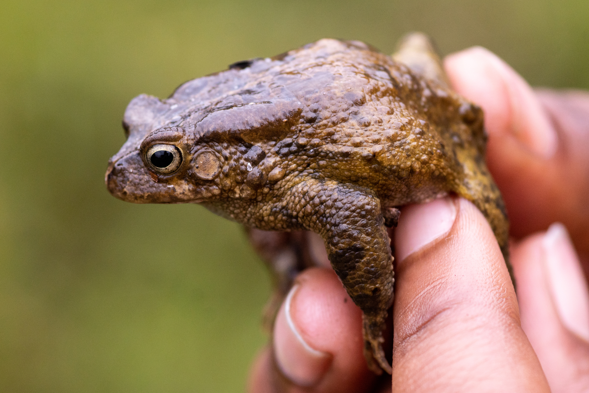 Kisolo Toad photo 2