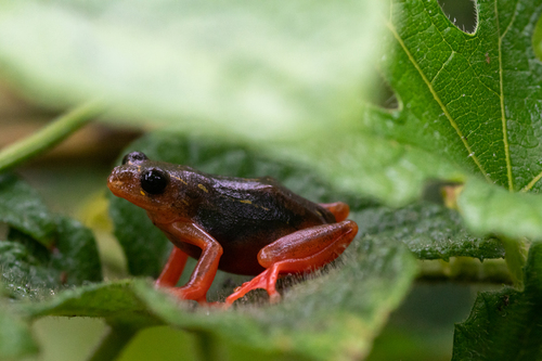 Peters' Reed Frog