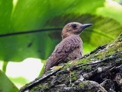 Micropternus brachyurus