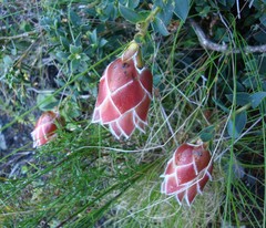 Liparia splendens comantha