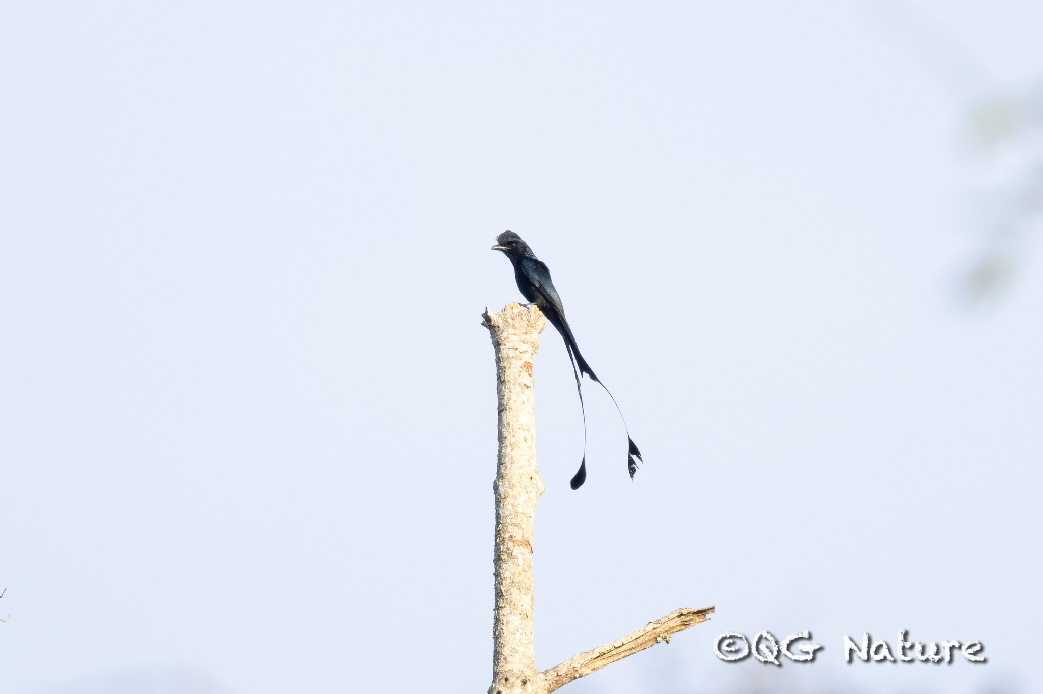 Greater Racket-tailed Drongo