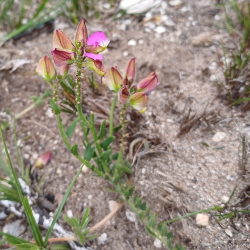 Image of Polygala pubiflora by (c) Martjie Fia Fourie, some rights reserved (CC BY)