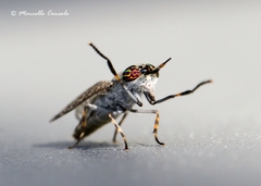 Haematopota pluvialis