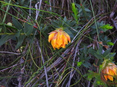 Liparia splendens comantha