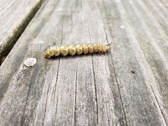 Anisota virginiensis