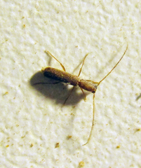 Linopteridius brunneus