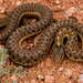 Wandering Garter Snake - Photo no rights reserved