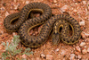 Western Terrestrial Garter Snake - Photo no rights reserved