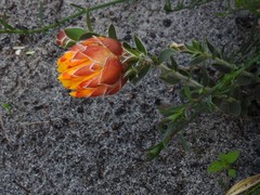 Liparia splendens comantha