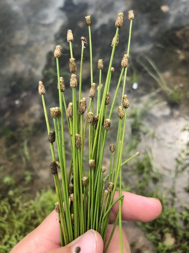 Eleocharis obtusa