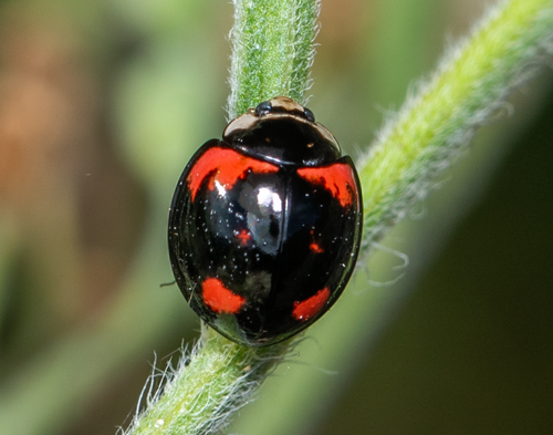 Six-spotted Zigzag Ladybird