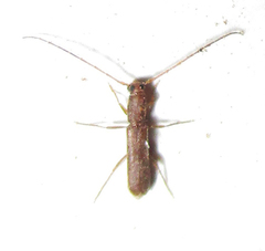 Linopteridius brunneus