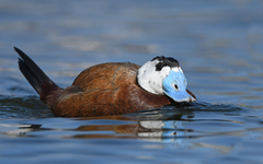 White-Headed Duck photo 3