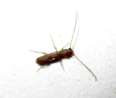 Linopteridius brunneus