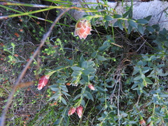 Liparia splendens comantha