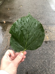 Tracheophyta