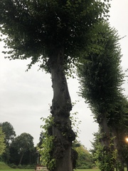 Tracheophyta