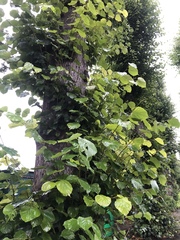 Tracheophyta