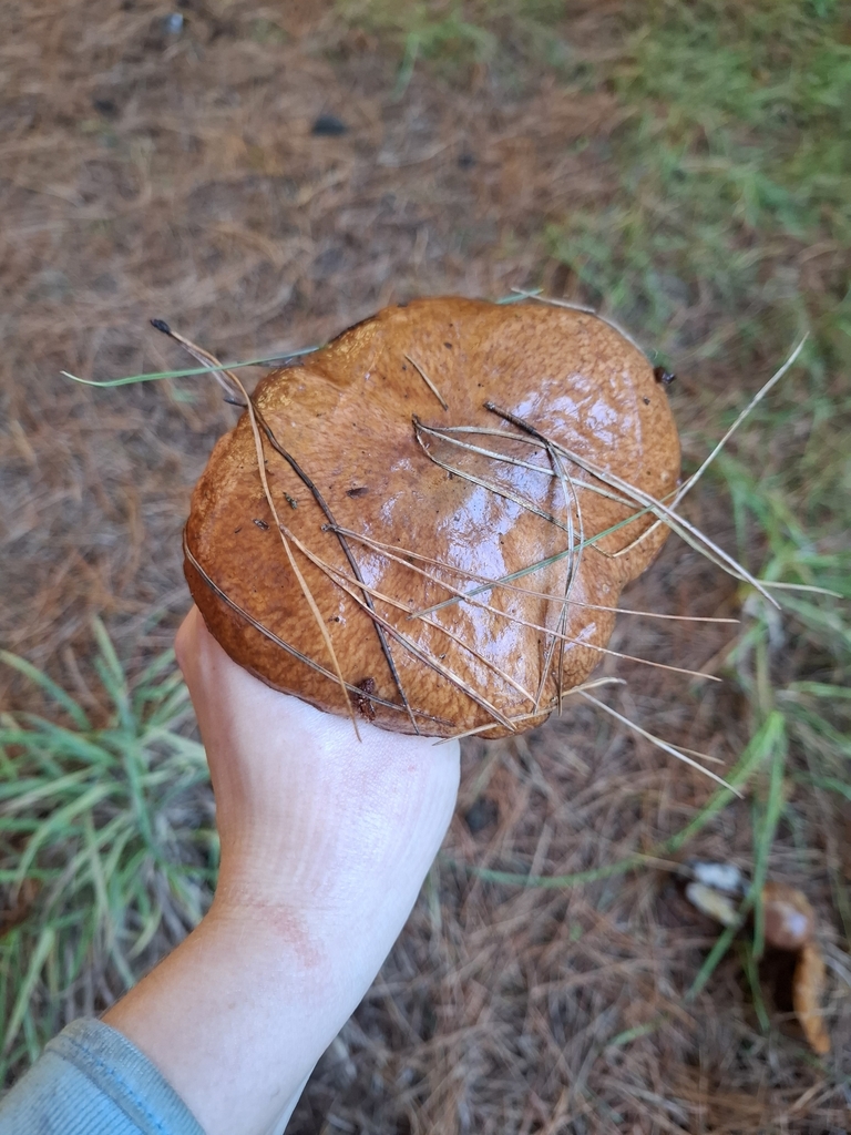 Suillus luteus · April 2025 · photo: © armillariabianca (iNaturalist, cc0)