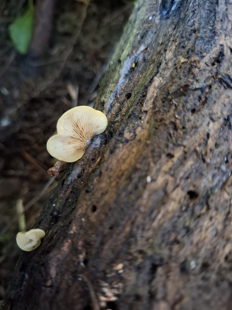 Crepidotus praecipuus · April 2025 · photo: © armillariabianca (iNaturalist, cc0)