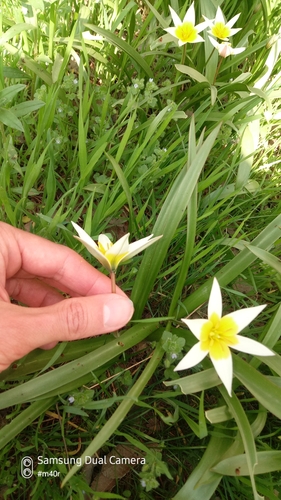 Image of Tulipa tarda by (c) Михаил Орлов, some rights reserved (CC BY)