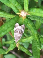 Olethreutes glaciana