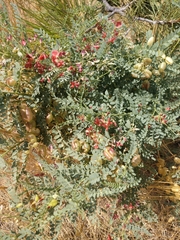 Sphaerophysa salsula