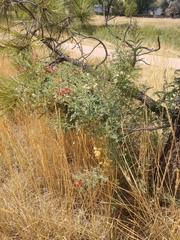 Sphaerophysa salsula