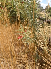 Sphaerophysa salsula