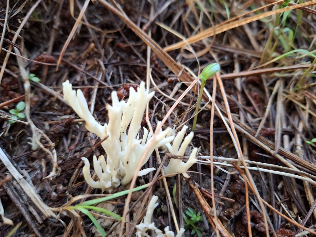 Clavulina rugosa · April 2025 · photo: © armillariabianca (iNaturalist, cc0)