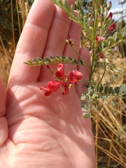 Sphaerophysa salsula