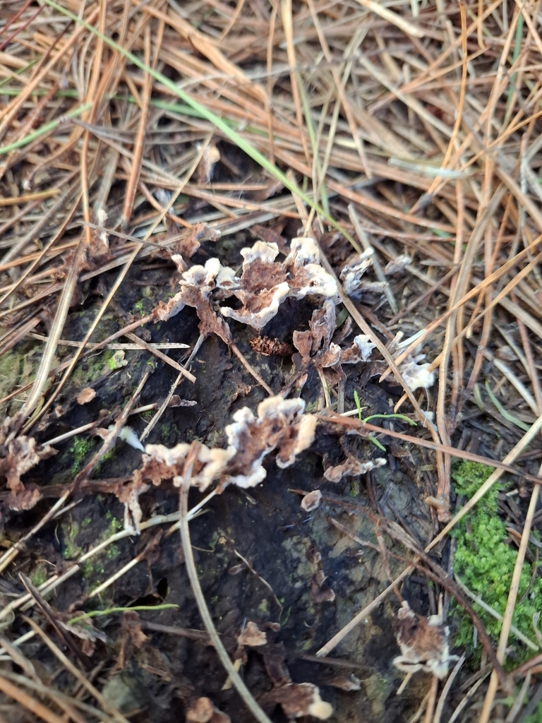 Thelephora terrestris · April 2025 · photo: © armillariabianca (iNaturalist, cc0)