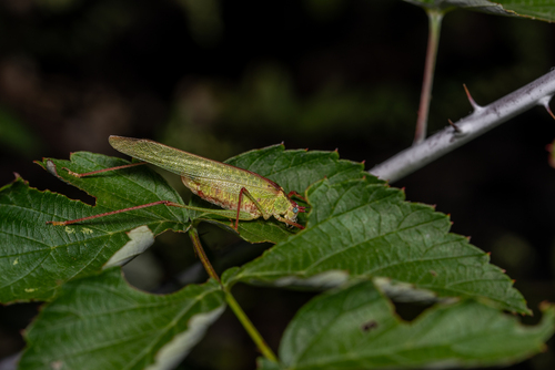Letana rubescens