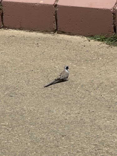Namaqua Dove