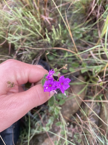 Commicarpus pentandrus, photograph 2