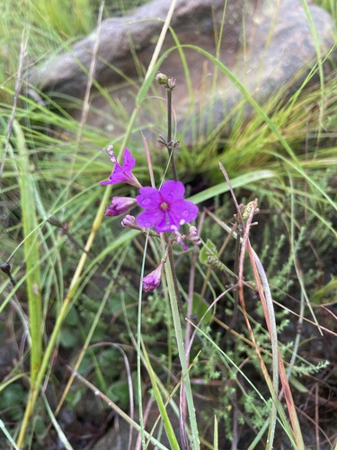 Commicarpus pentandrus, photograph 4