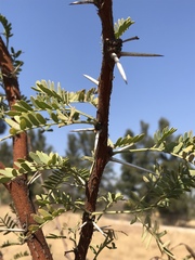 Vachellia karroo