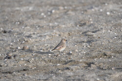 Desert Finch (Rhodospiza obsoleta), photo 6