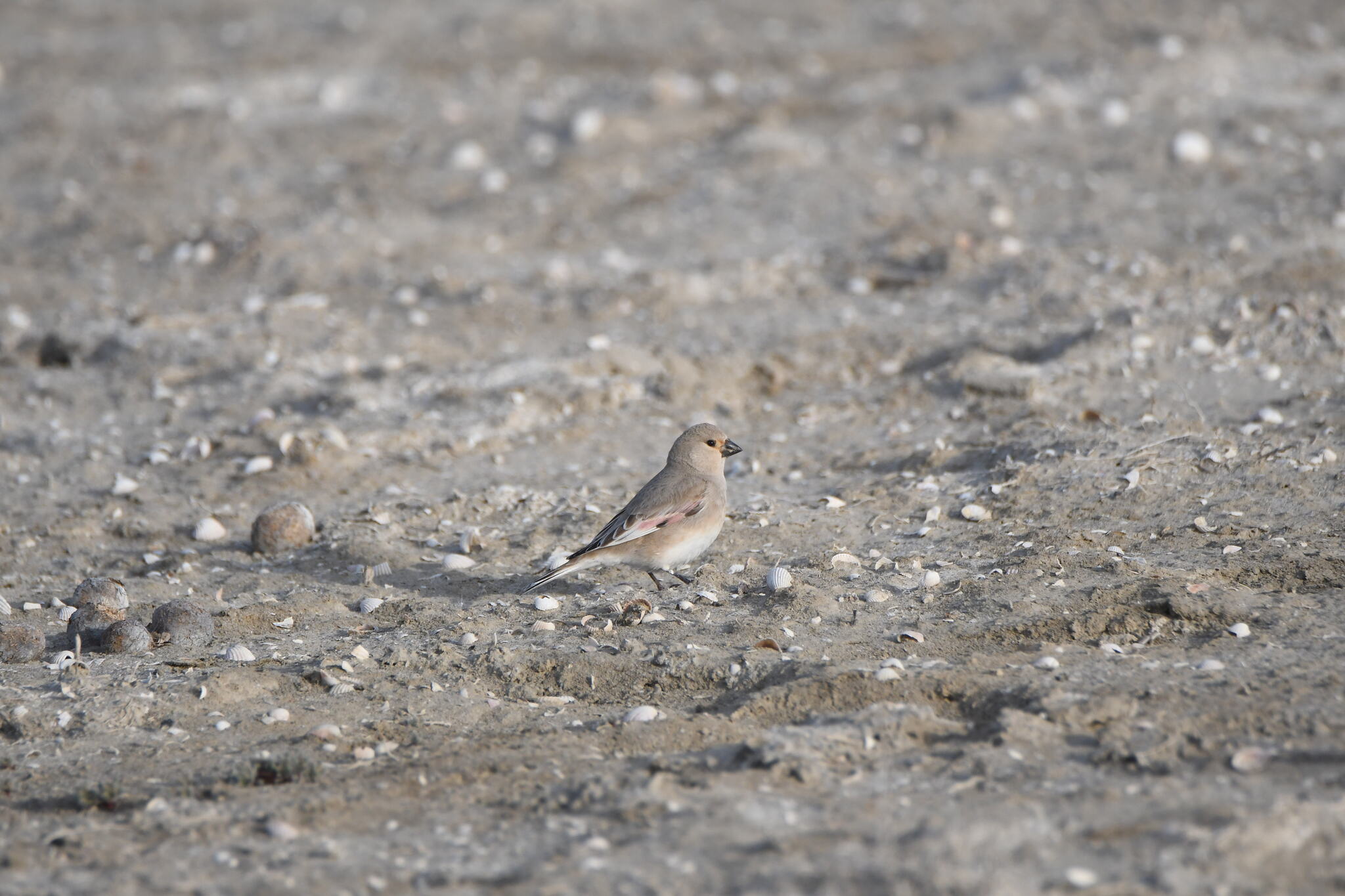 Desert Finch (Rhodospiza obsoleta), photo 4