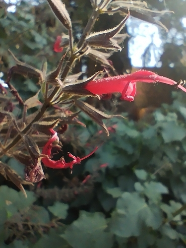 Image of Salvia longistyla by (c) Irving Merino, some rights reserved (CC BY)