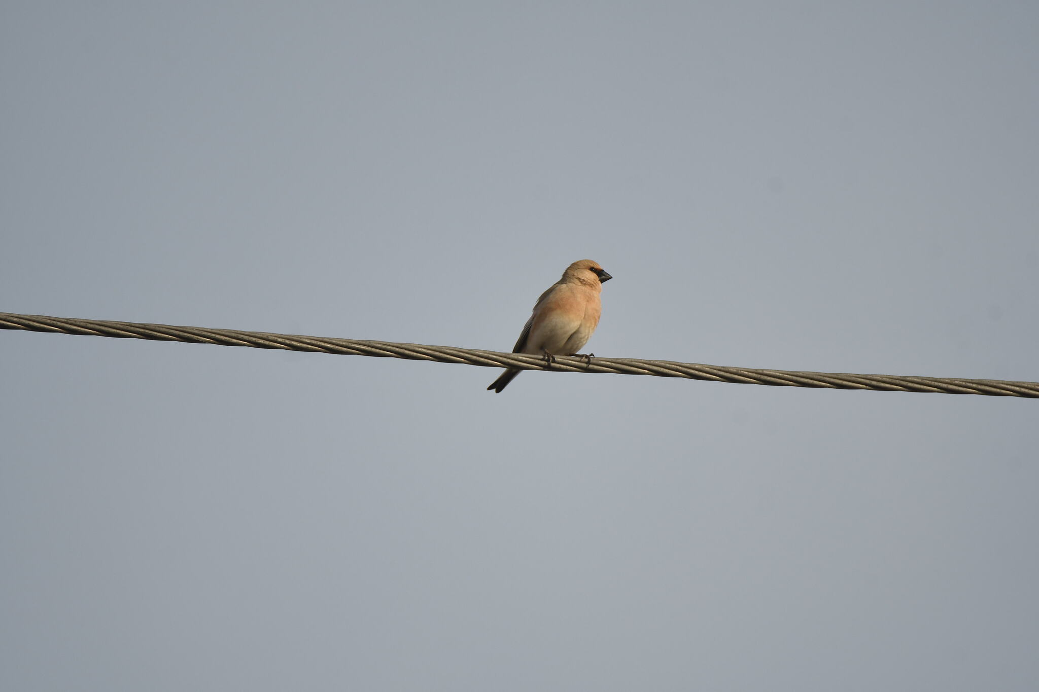 Desert Finch (Rhodospiza obsoleta), photo 3