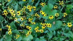 Rudbeckia