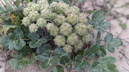 Image of Glehnia littoralis by (c) 許文俊, some rights reserved (CC BY-SA)