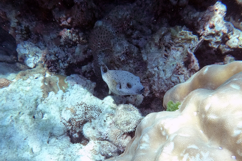 Blackspotted Pufferfish