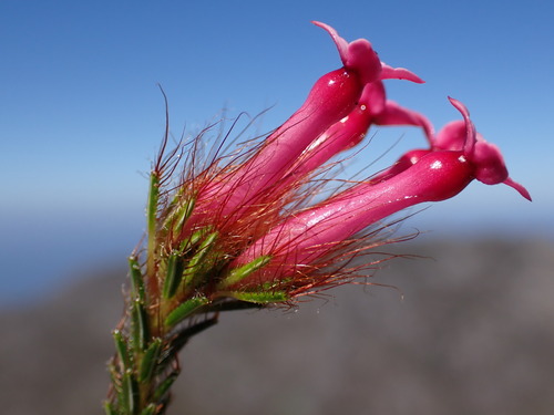 Erica gysbertii Guthrie & Bolus