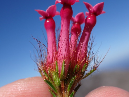 Image of Erica gysbertii by (c) Ren Hoekstra, some rights reserved (CC BY)
