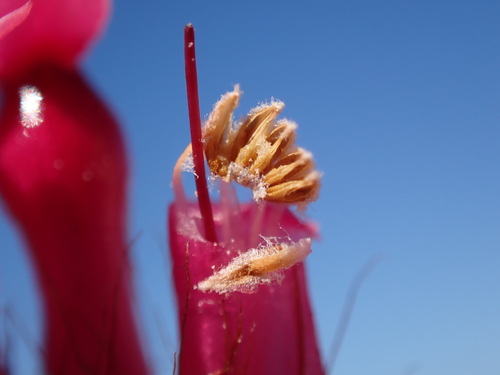 Image of Erica gysbertii by (c) Ren Hoekstra, some rights reserved (CC BY)