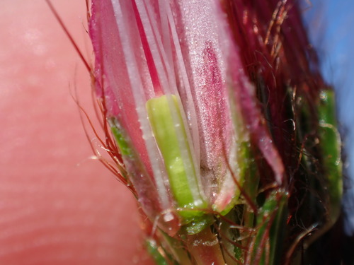 Image of Erica gysbertii by (c) Ren Hoekstra, some rights reserved (CC BY)