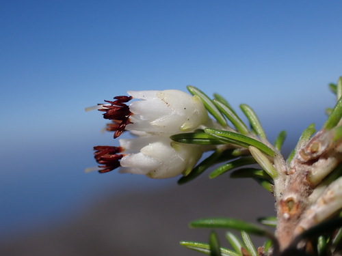 Image of Erica desmantha by (c) Ren Hoekstra, some rights reserved (CC BY)